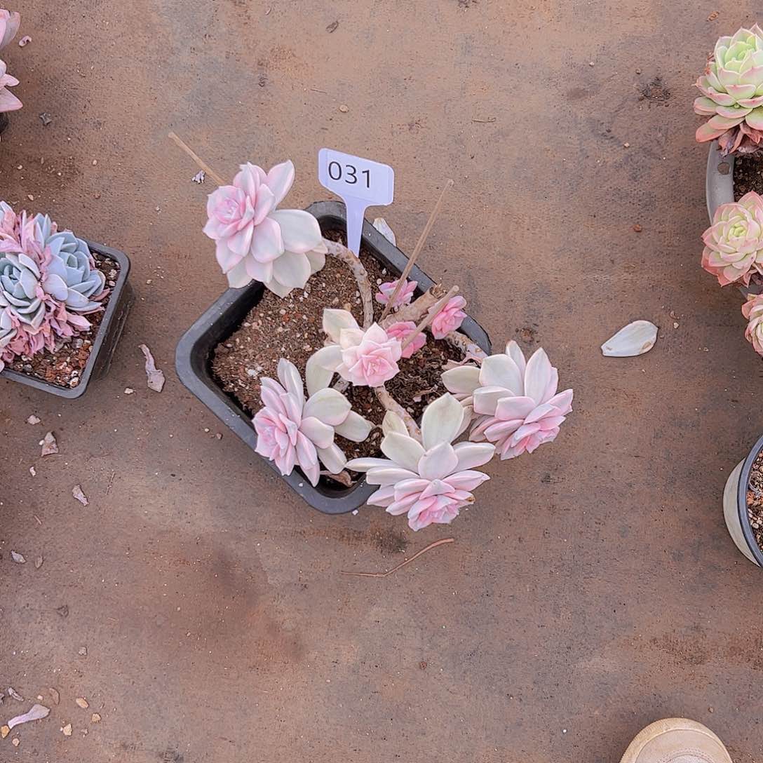 莫**灵031紫乐锦10不售后