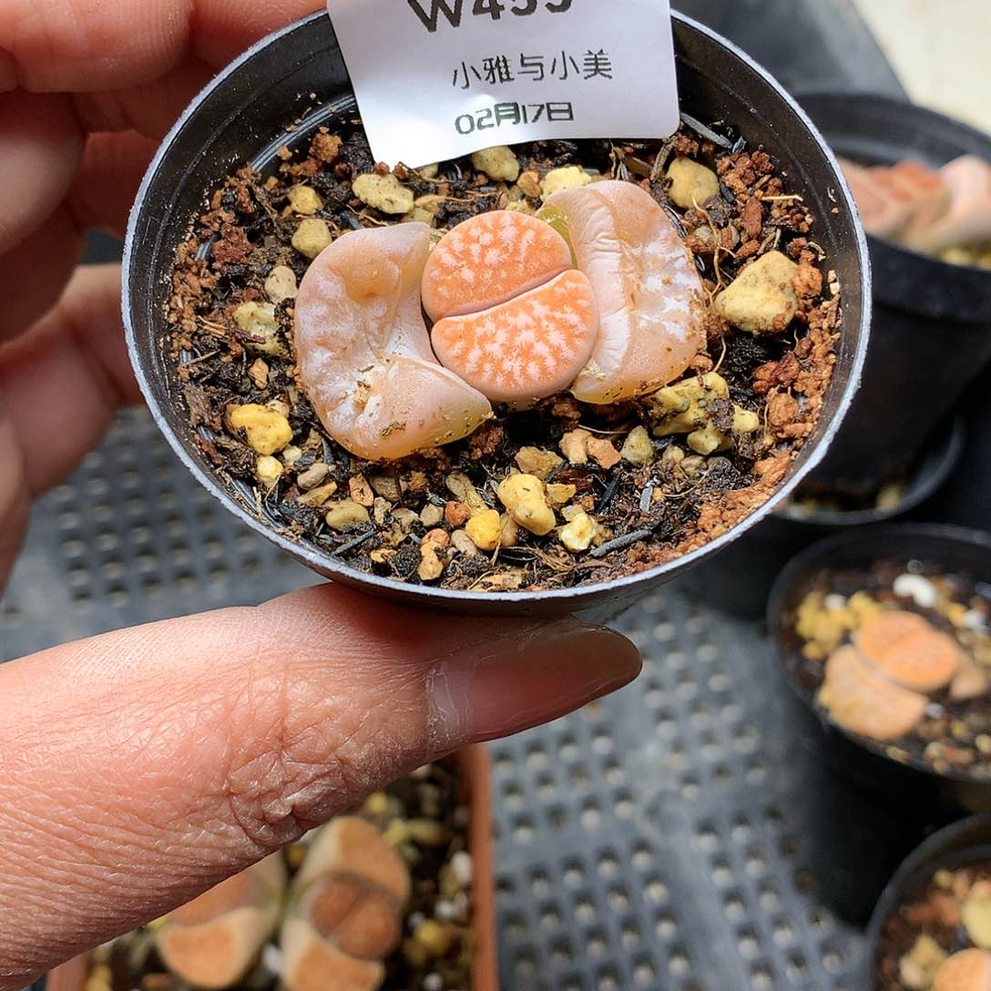 W455多肉植物保护研究所