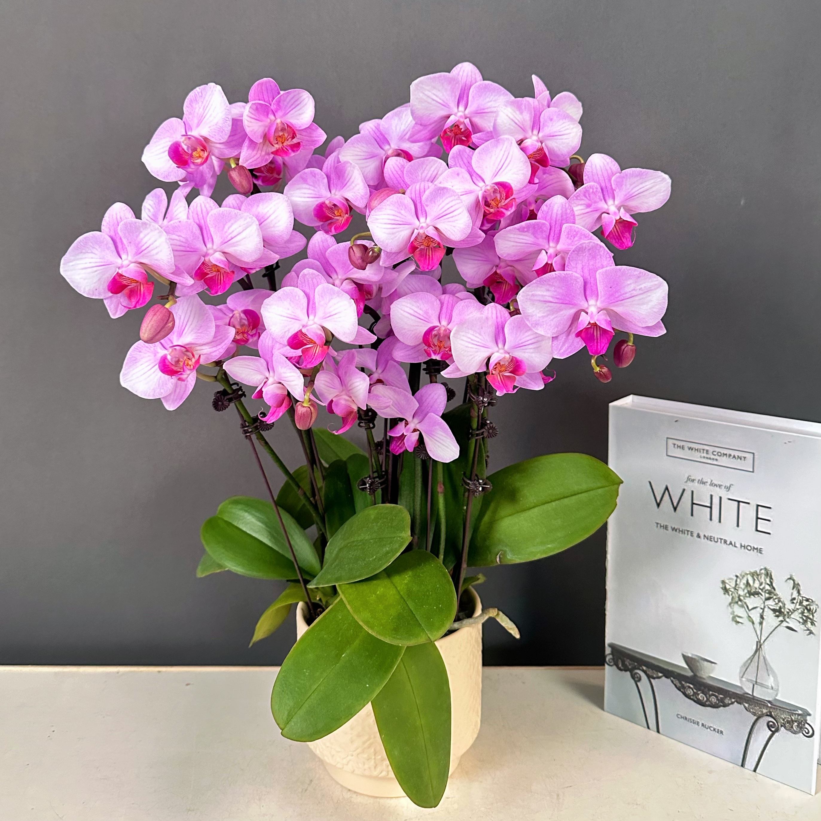 蝴蝶兰【明眸】粉色系 欧洲进口  耐开好养 精致轻奢组盆 室内花花