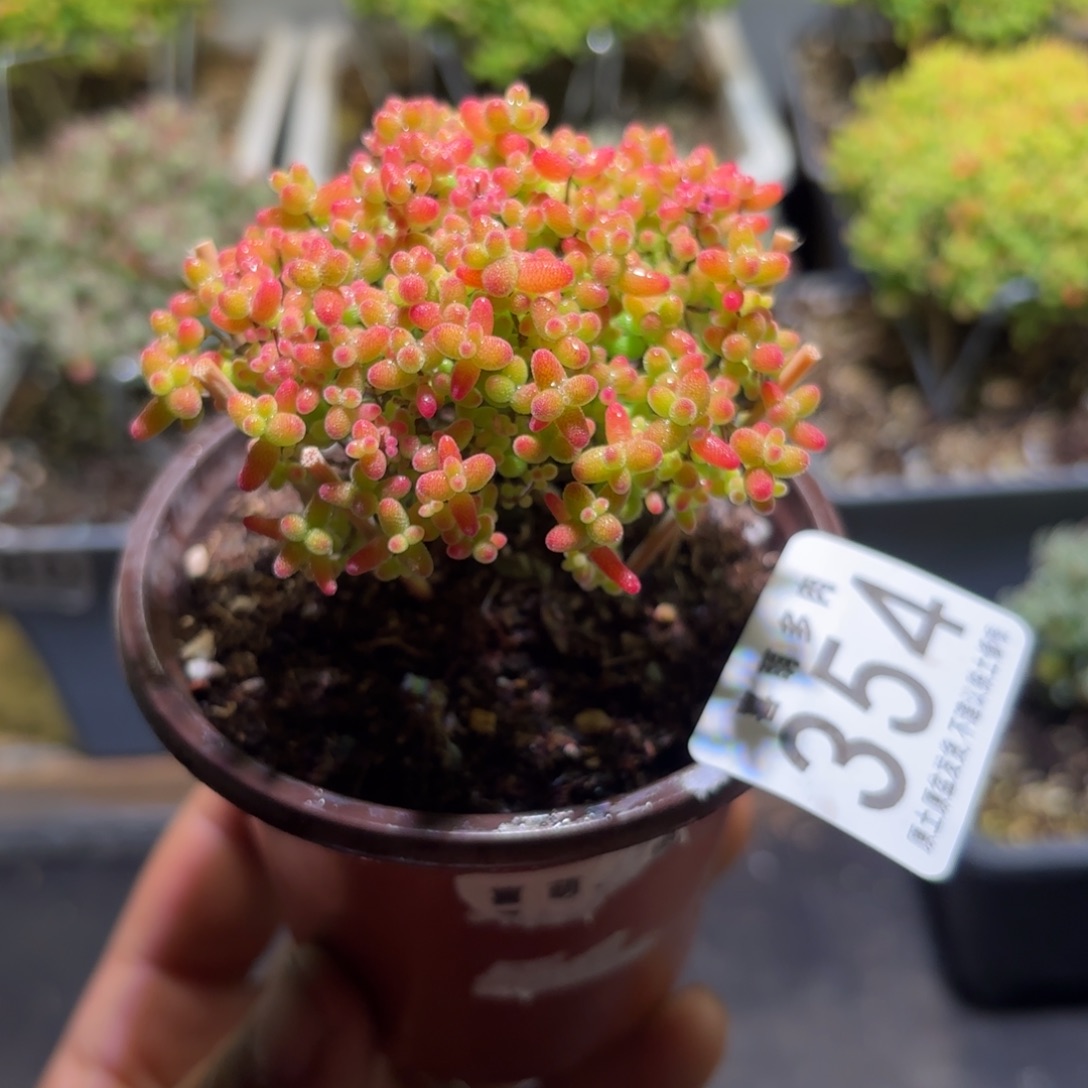 枝干番杏密橘糖球354