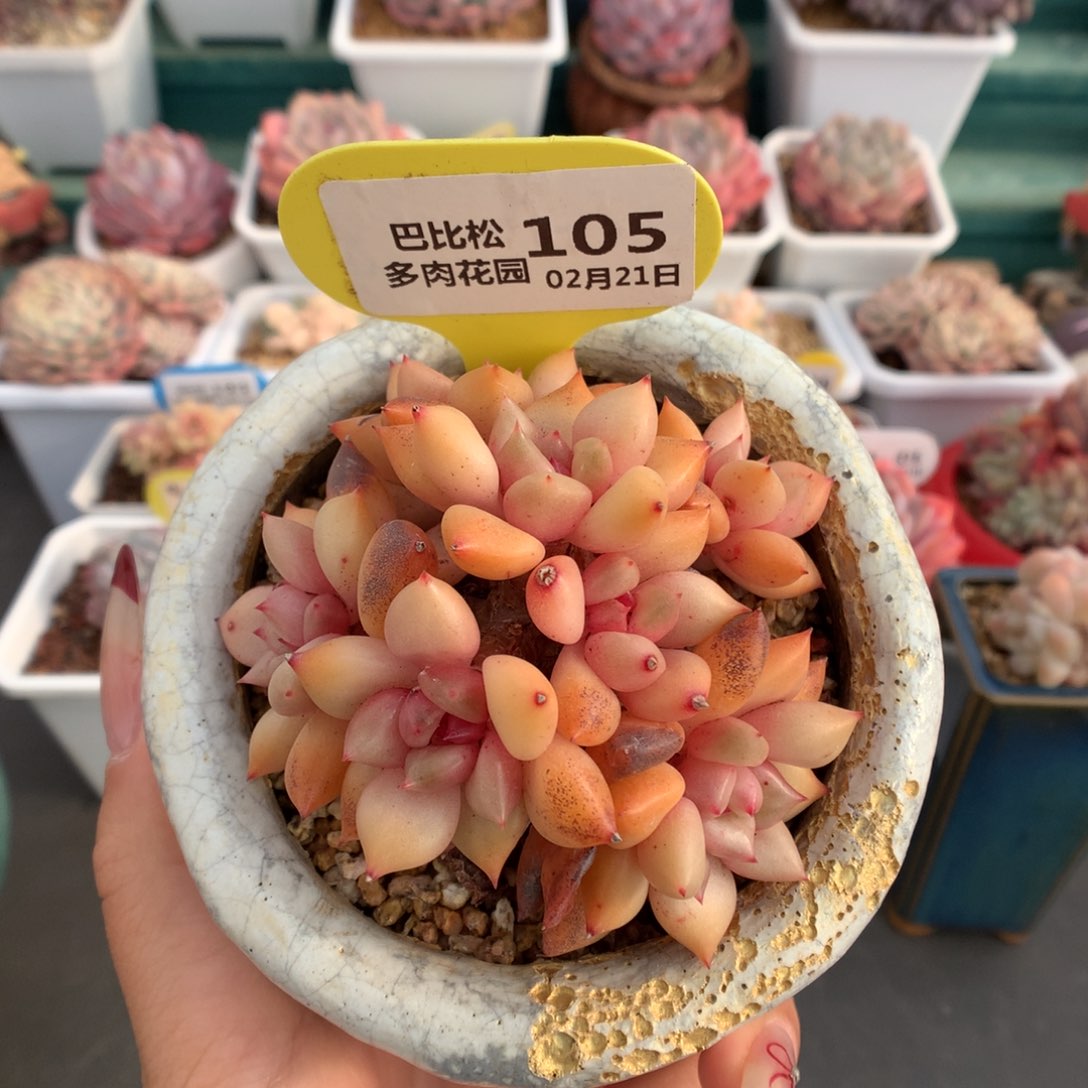 105讲讲象牙多肉植物