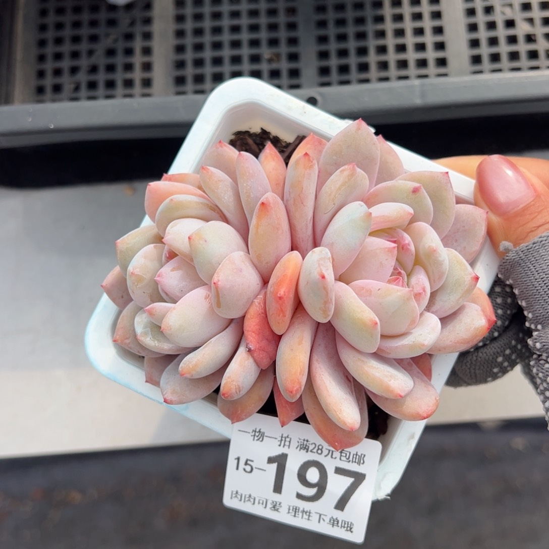 橙梦露多肉多肉多肉多肉