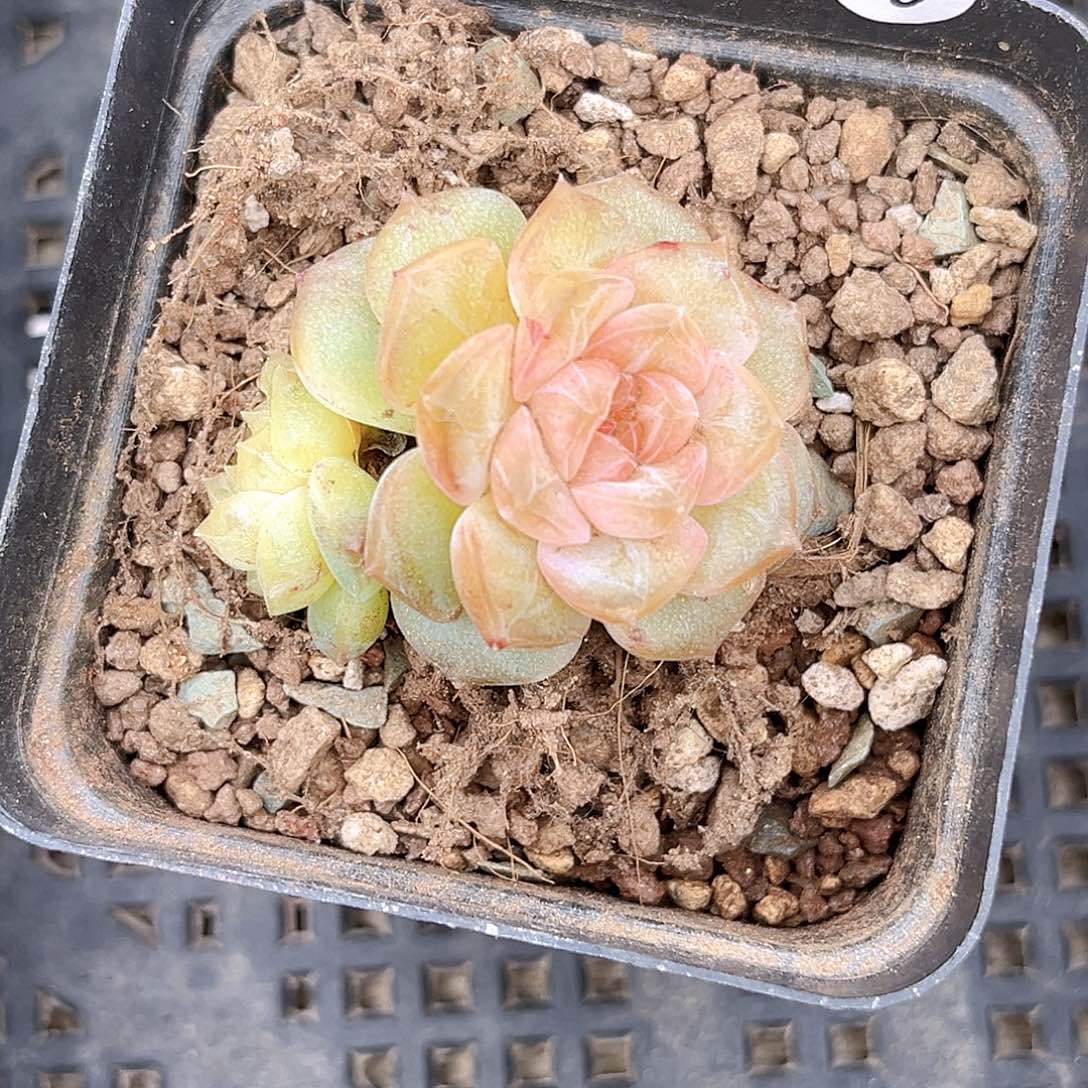 59  新品珍妮满18包邮