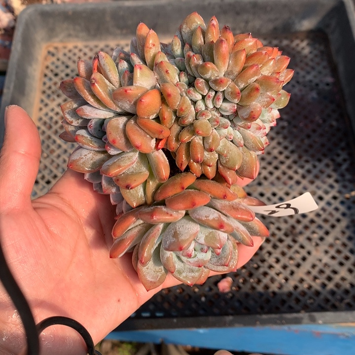 112629缀嗯嗯嗯嗯嗯嗯好喜欢