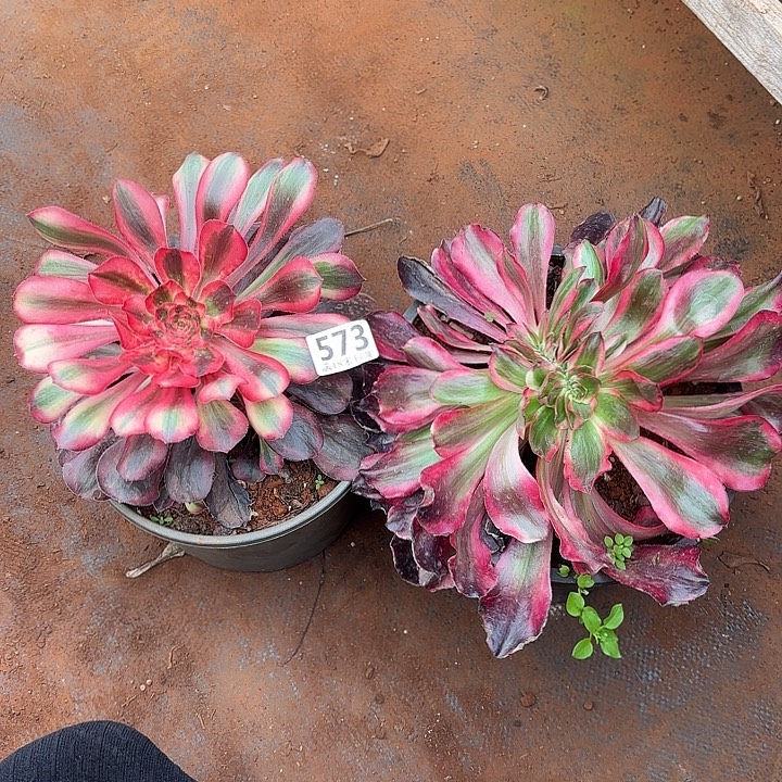 草***丁573初恋，巫毒白缀化诺米多肉法师锦不包侧枝断枝