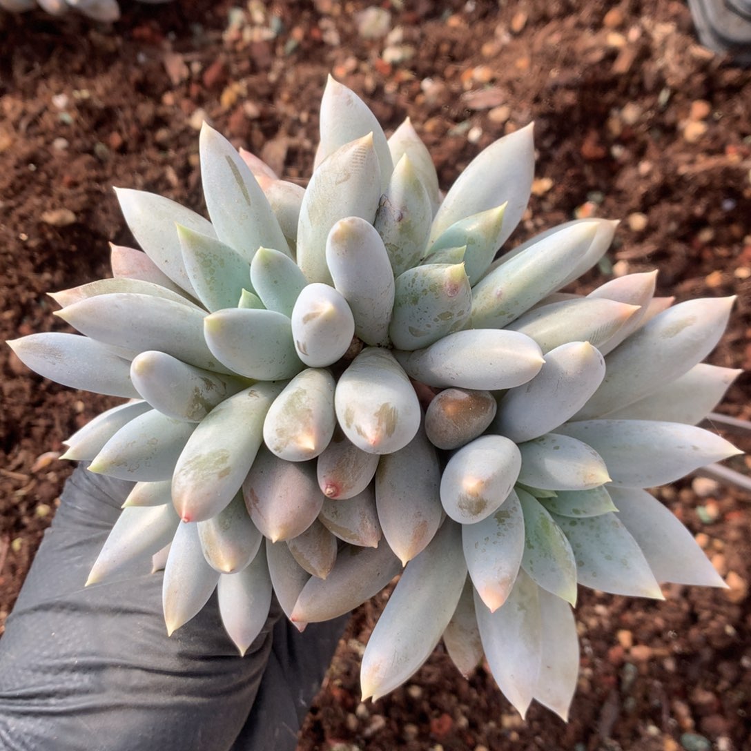 031号新疆西藏内蒙古不包邮