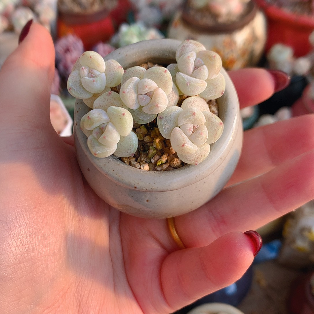 Jw带盆土发冰玉小叶