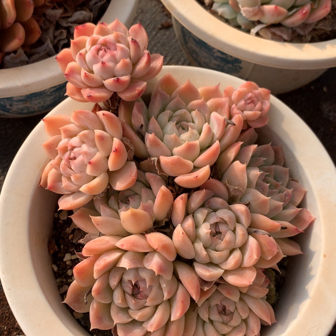 1004新年快乐发发发