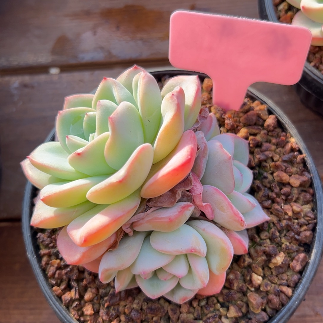 泡芙11111111111111111