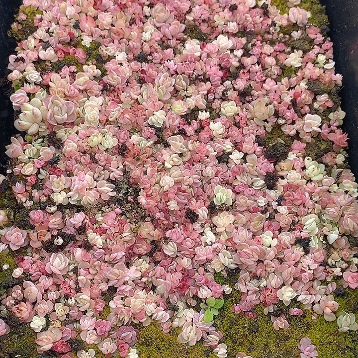 139 多肉植物盆栽花卉盆栽