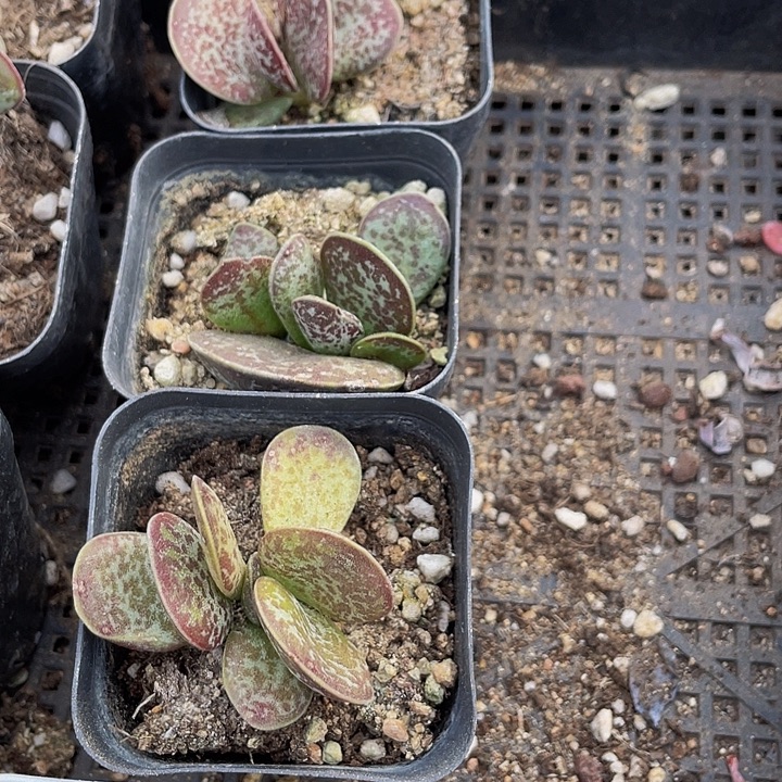 御所锦带盆土发货