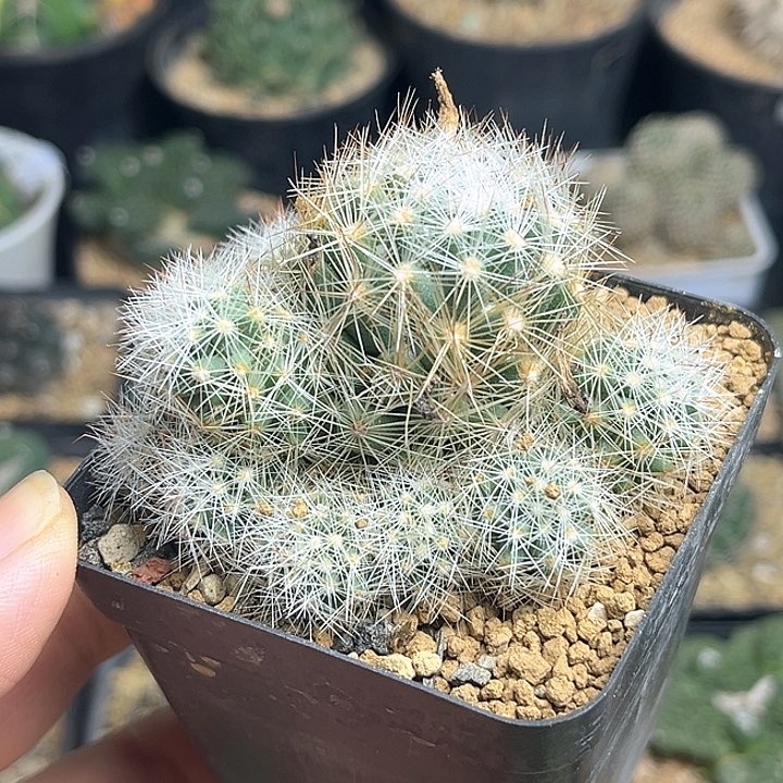 松球属实生给分丸？6.5公分