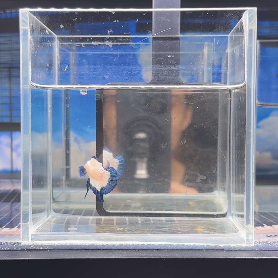 斗鱼精品斗鱼vip高品质青花