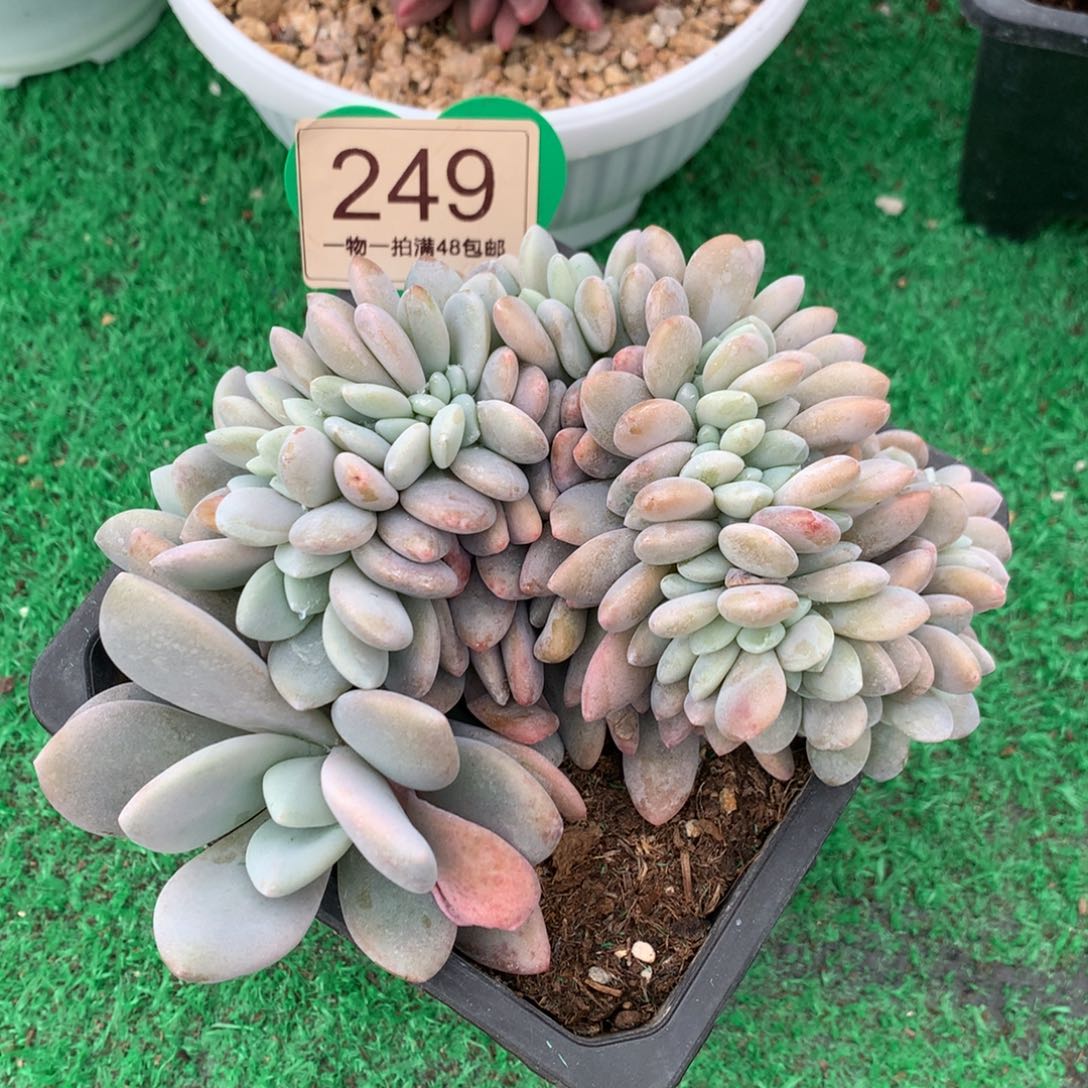 粉兔缀化14公分249