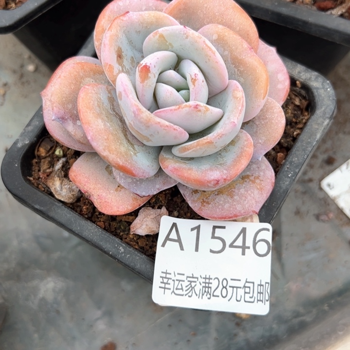 幸运的是我的朋友