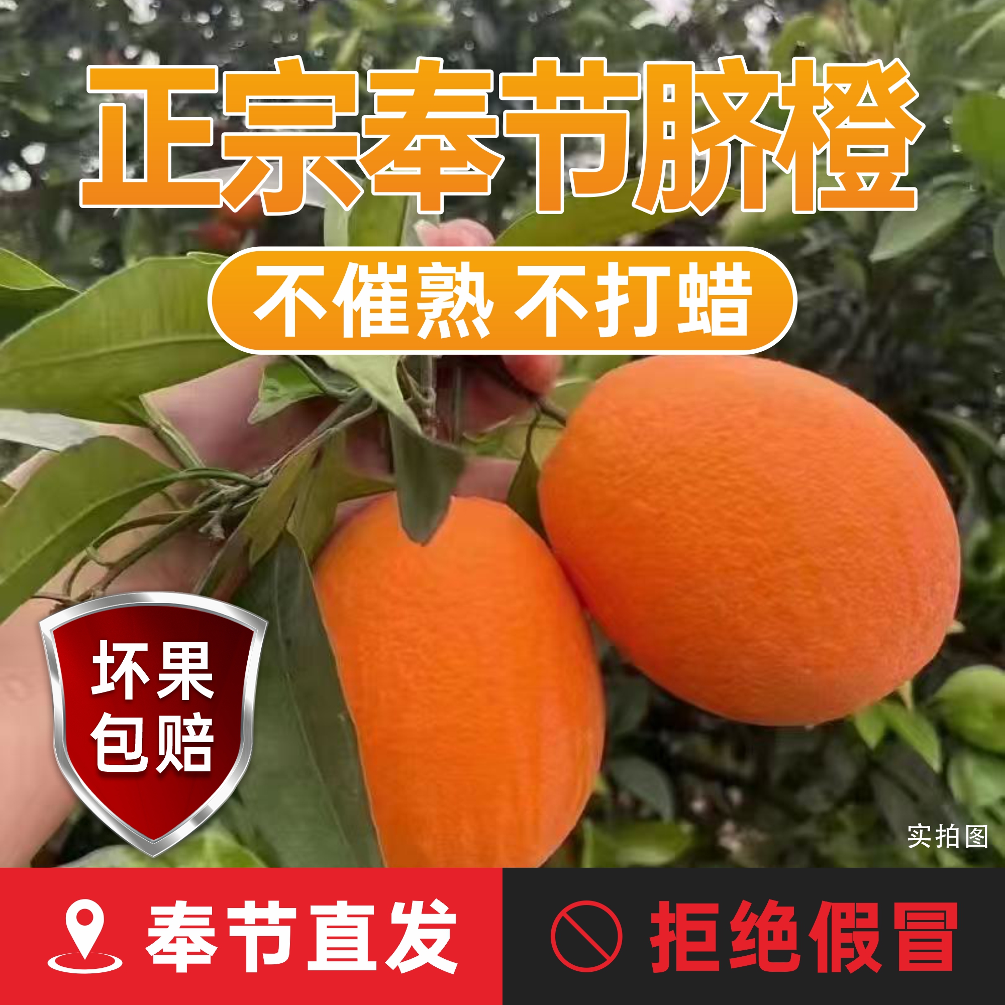 正宗奉节脐橙圆虹品种新鲜采摘皮薄肉厚鲜嫩化渣5/10斤