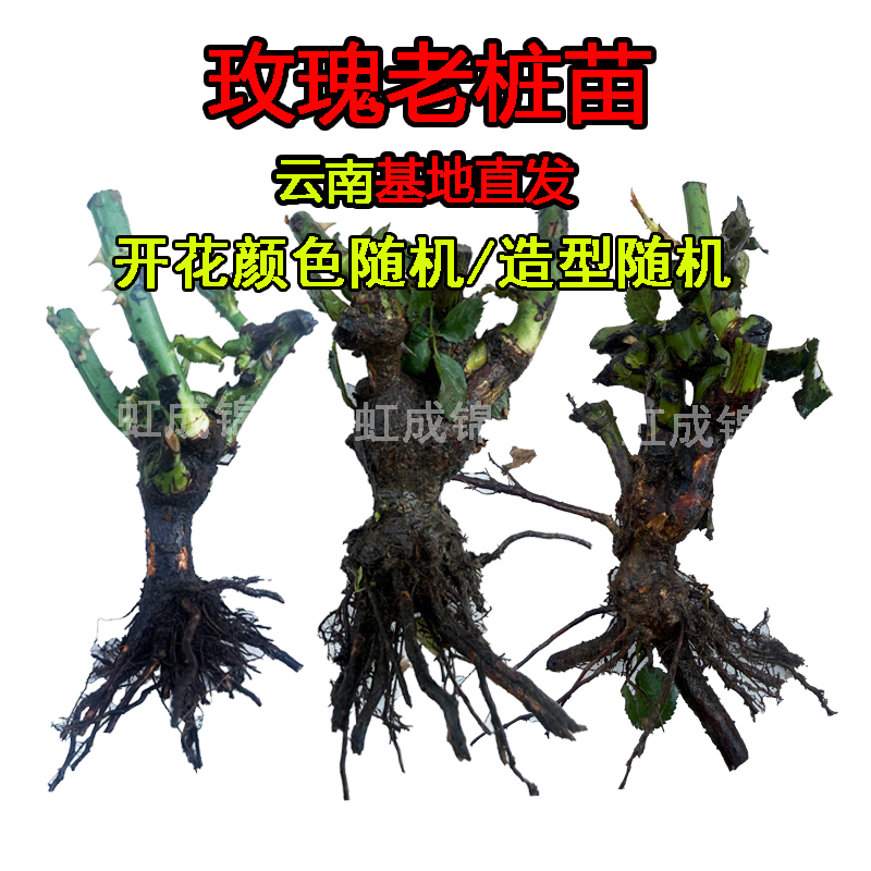 玫瑰老桩树苗老根盆栽玫瑰老根混合随机发货庭院月季花盆栽地栽商品图
