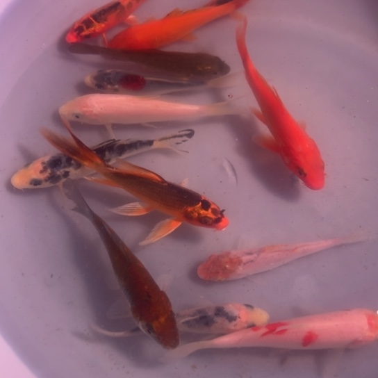 金鱼好养冷水鱼，收到货要录完整开箱视须，无视频不售后