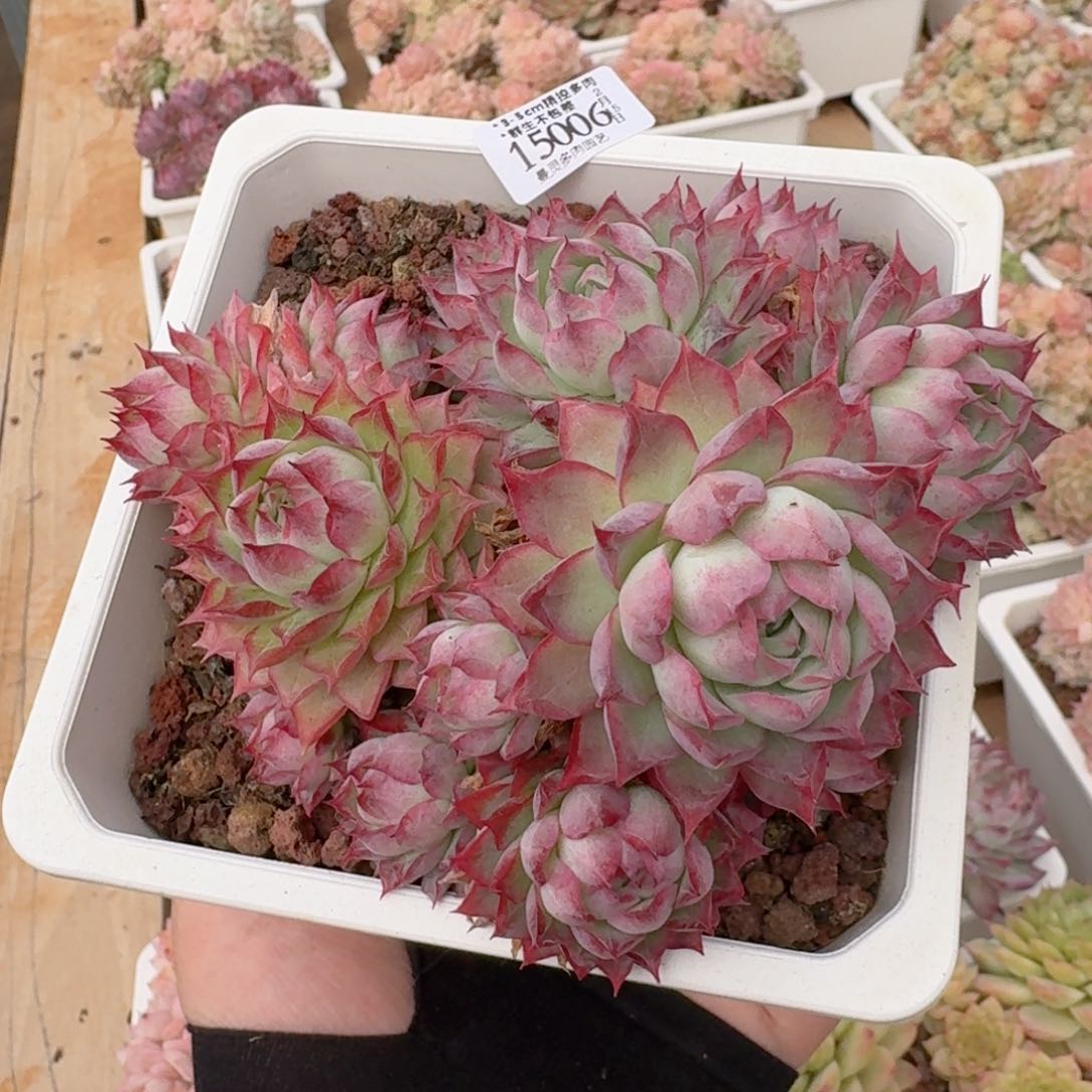 一物一拍的15006