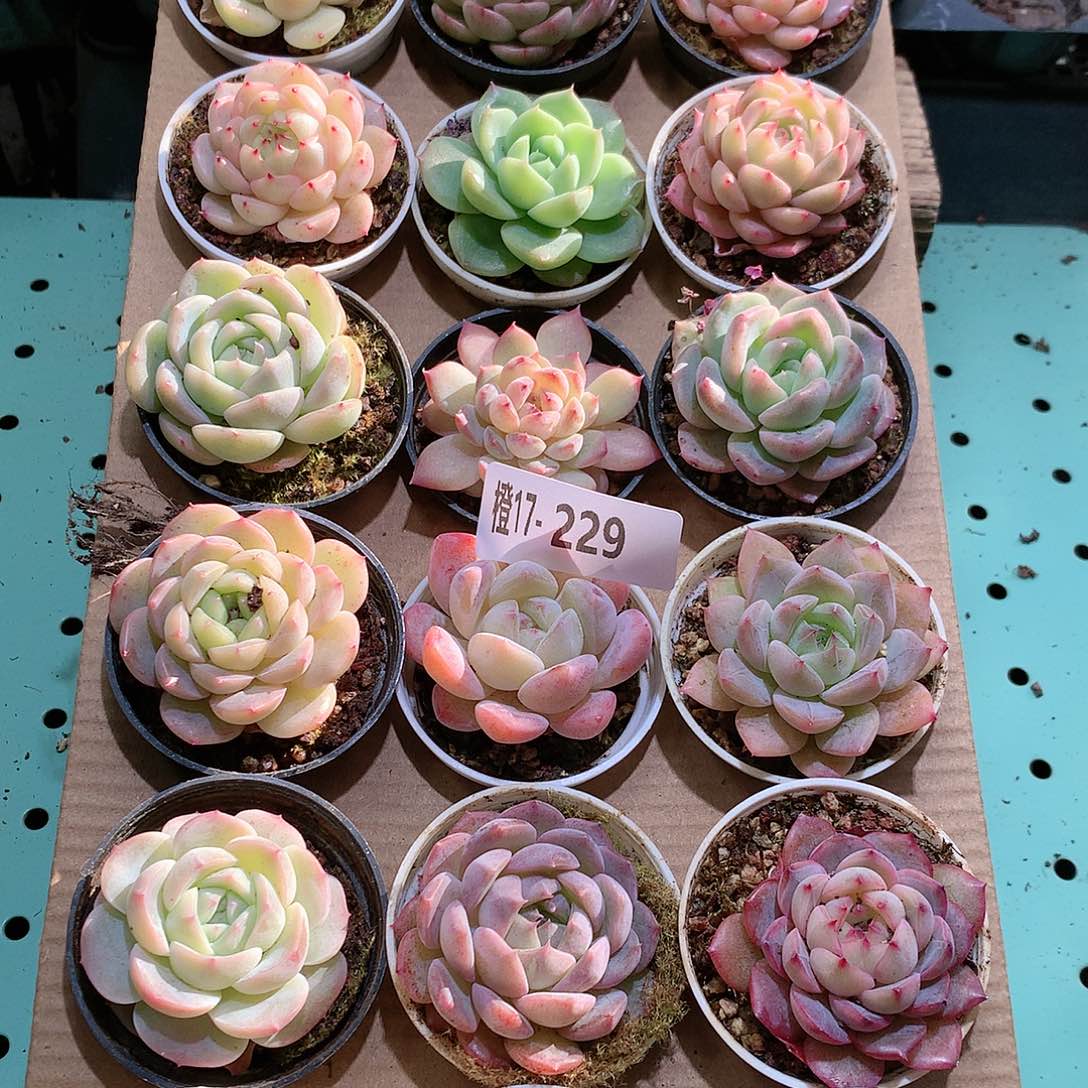 17-229一物一拍带盆18颗