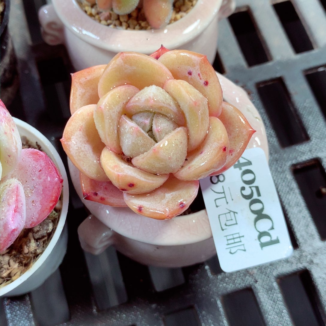 5厘米盆精控多肉4050