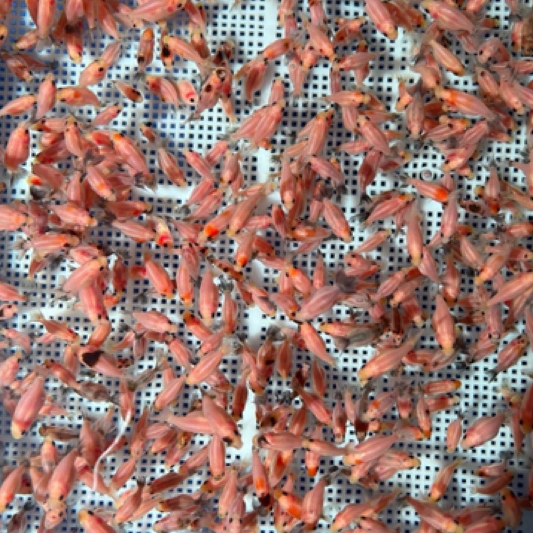 潘氏练手苗 潘氏兰寿苗 兰寿苗 