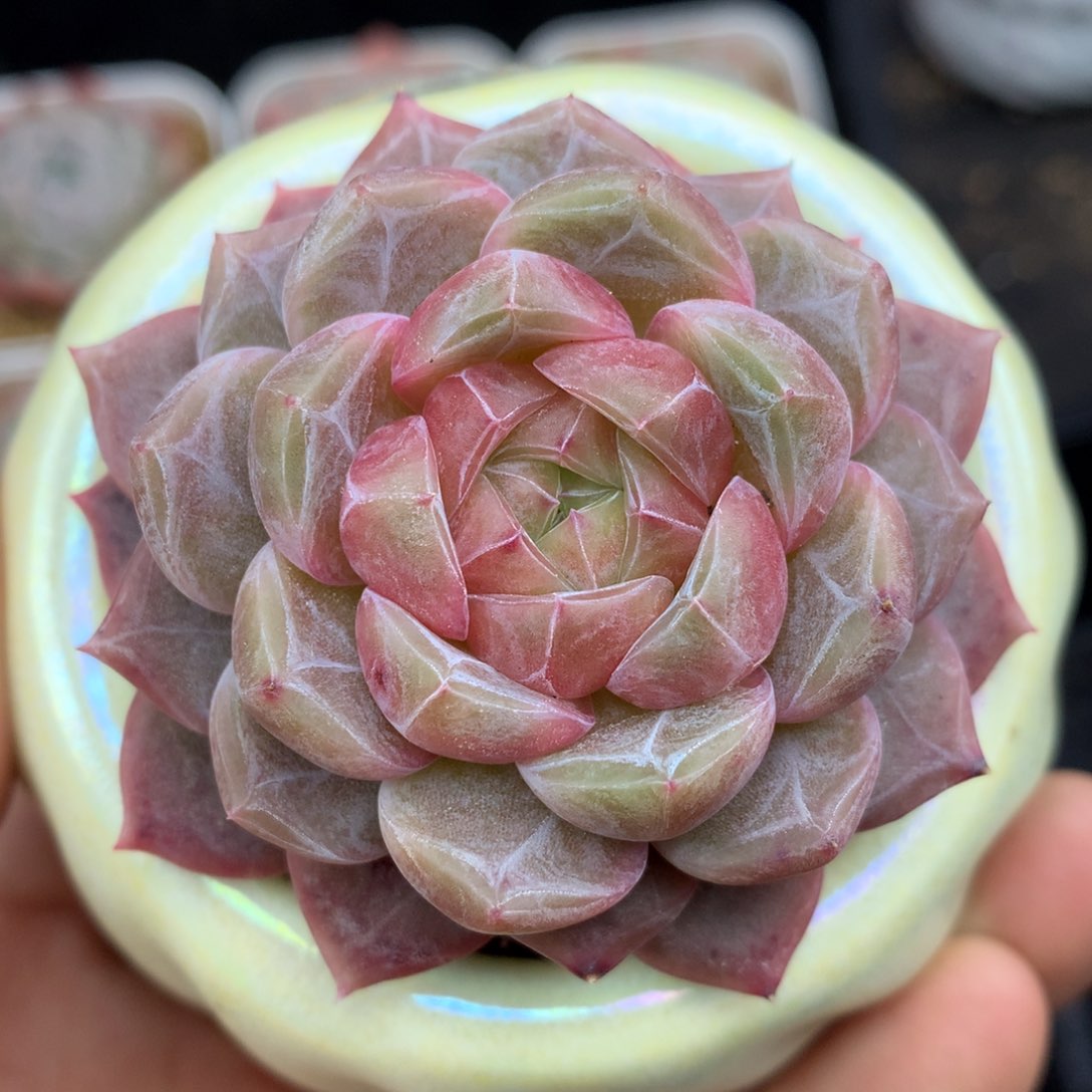 0130-05 珍妮优选