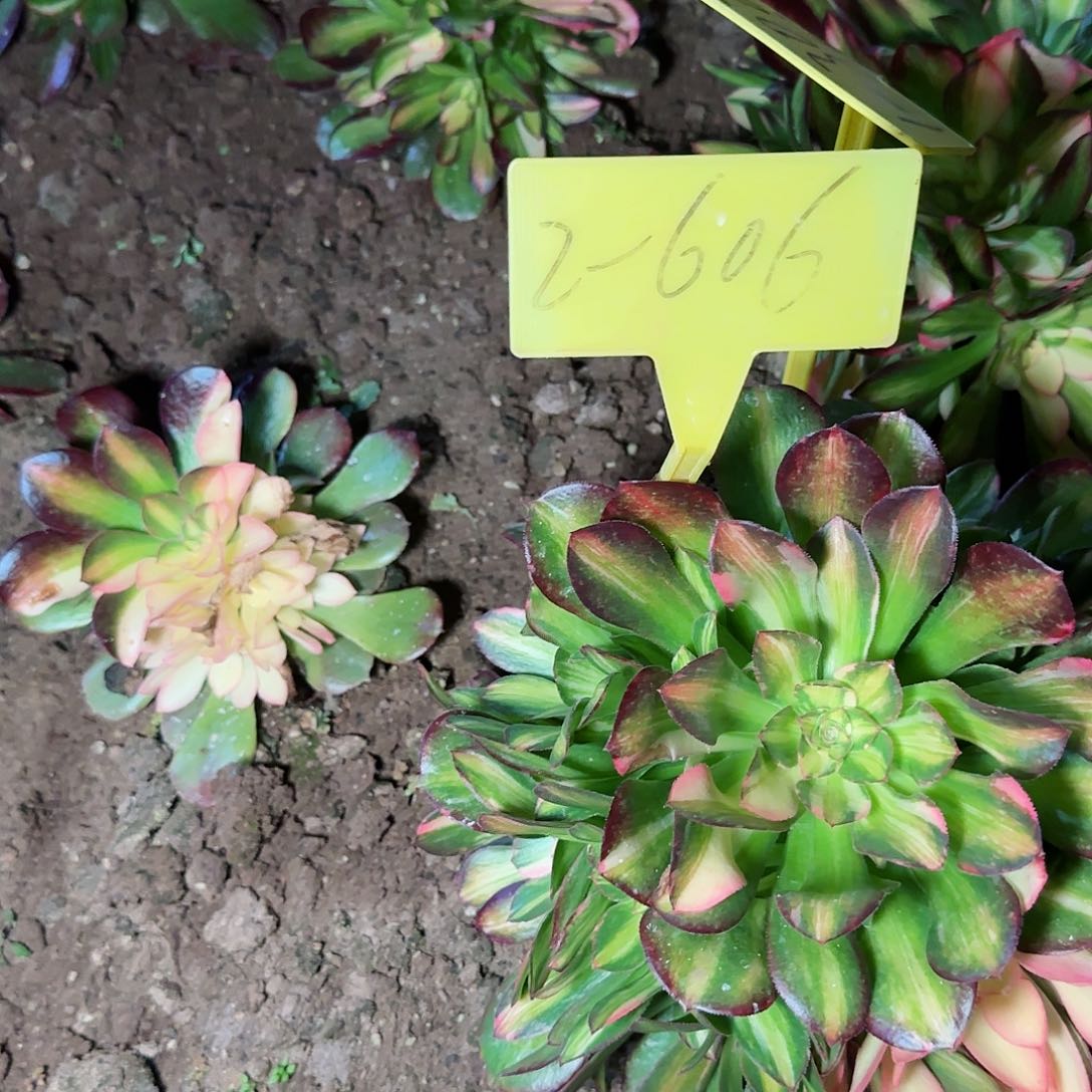 小***?2-606-多头多肉植物