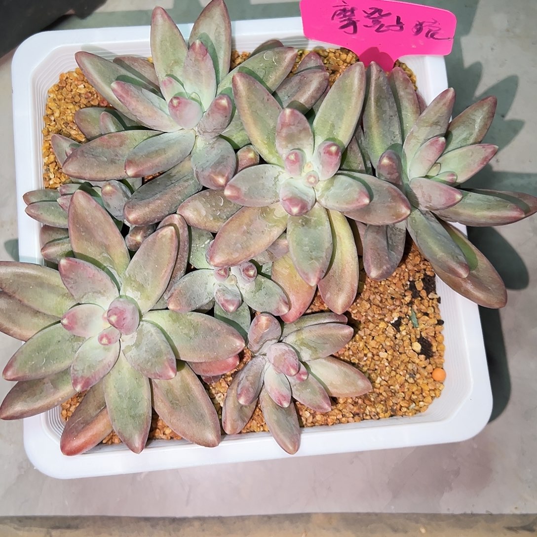 让***儿魔登女朗摩登女郎