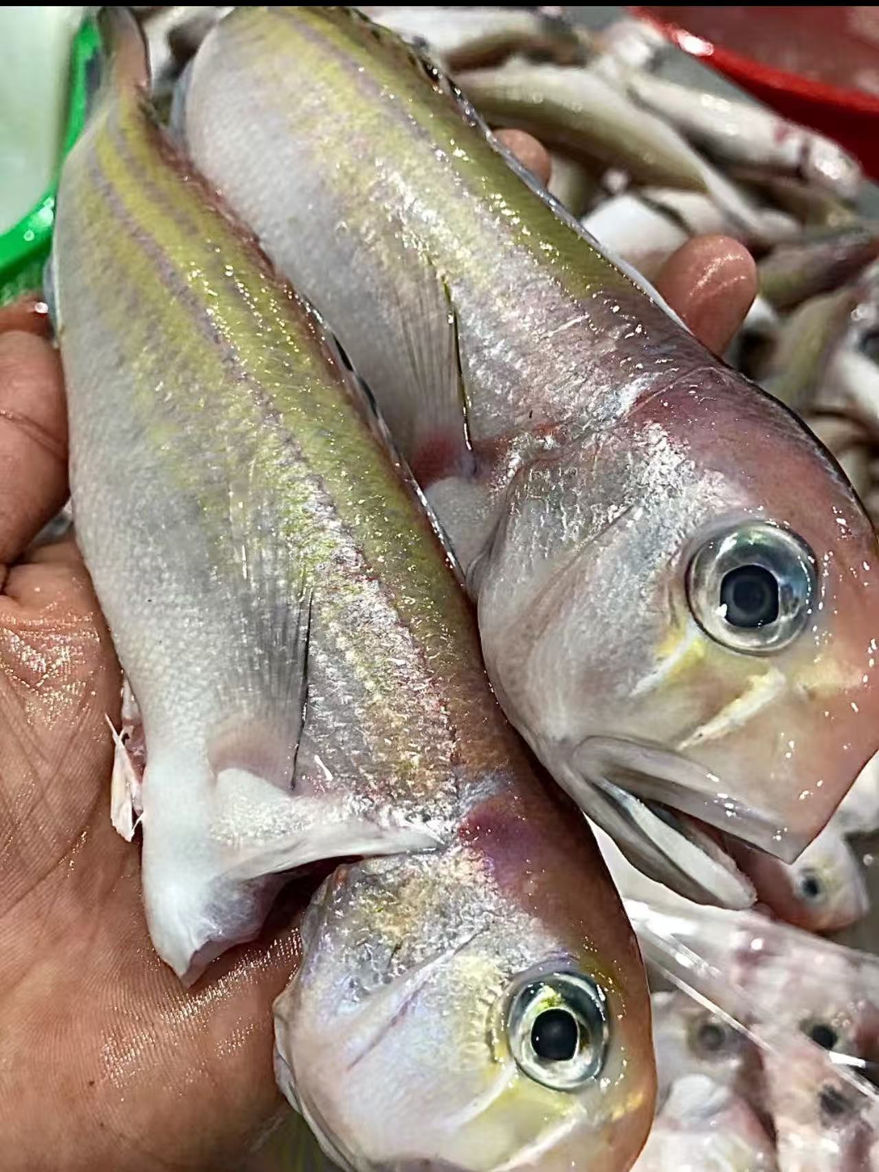 广东汕尾本港野生海钓青根马头鱼