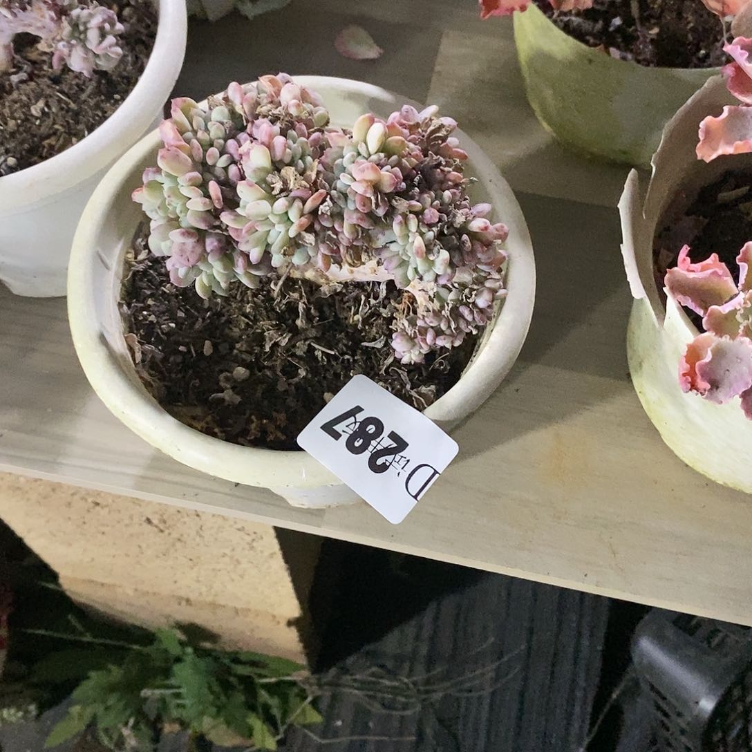 会****?287玛瑙缀多肉