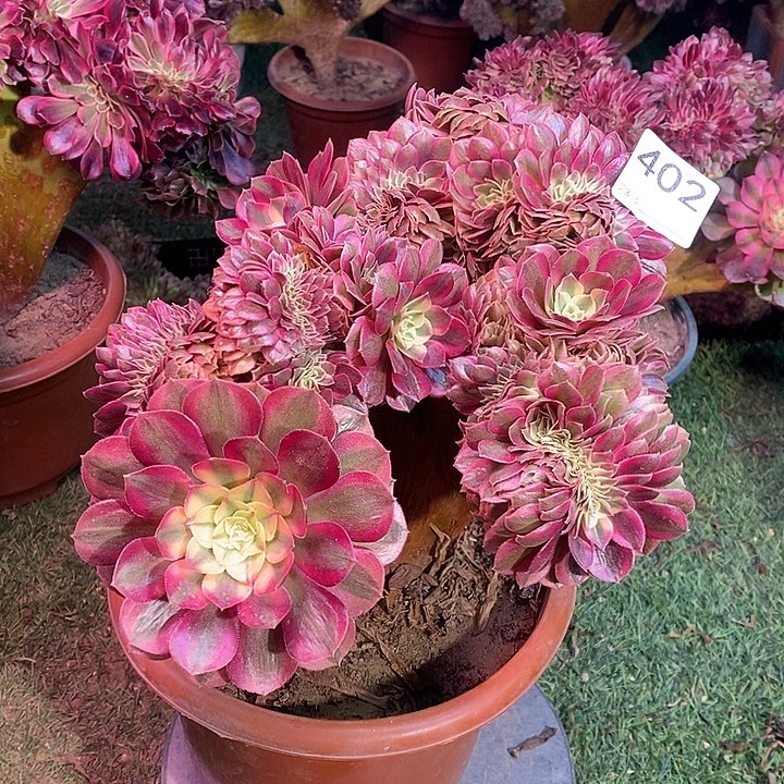 倾城法师锦缀化402法师锦