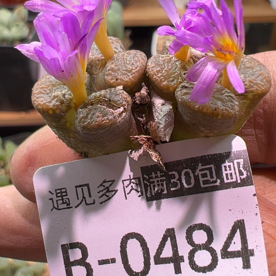 多肉植物111111111111