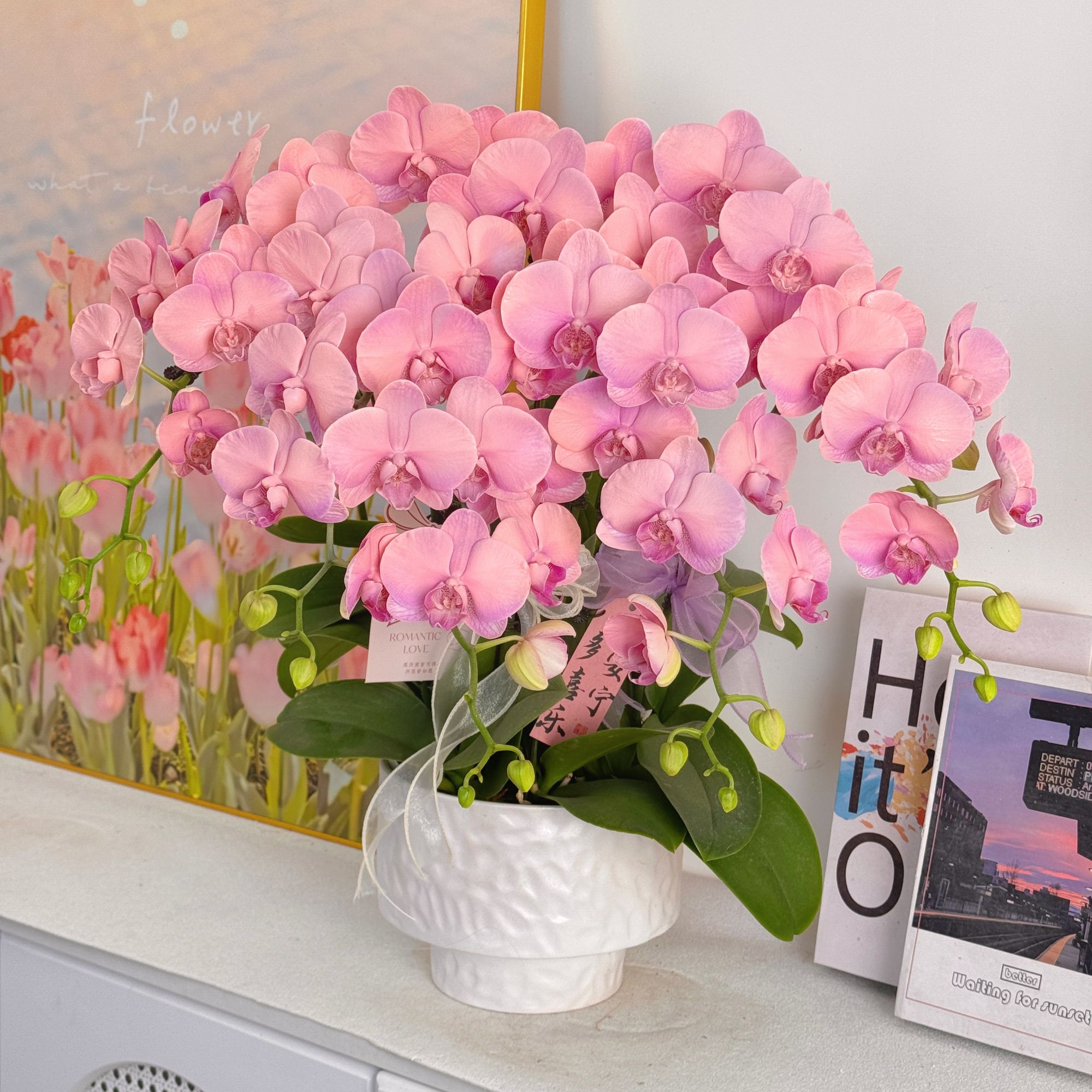 妗画【月亮公主】梦幻粉色系蝴蝶兰 稀缺 喷色工艺好养活 基地直发