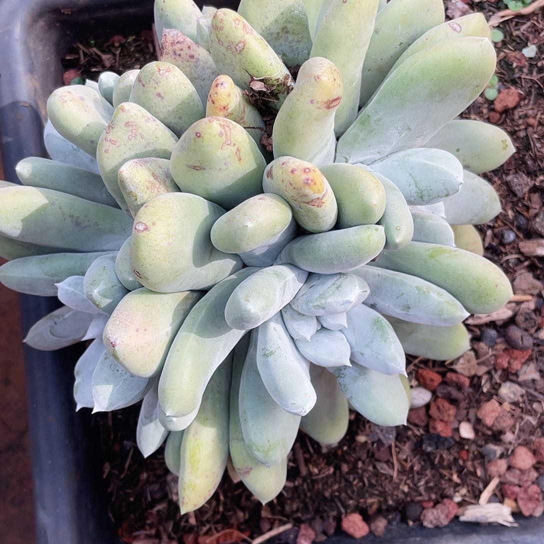 ?****呱拇指多头老桩老桩