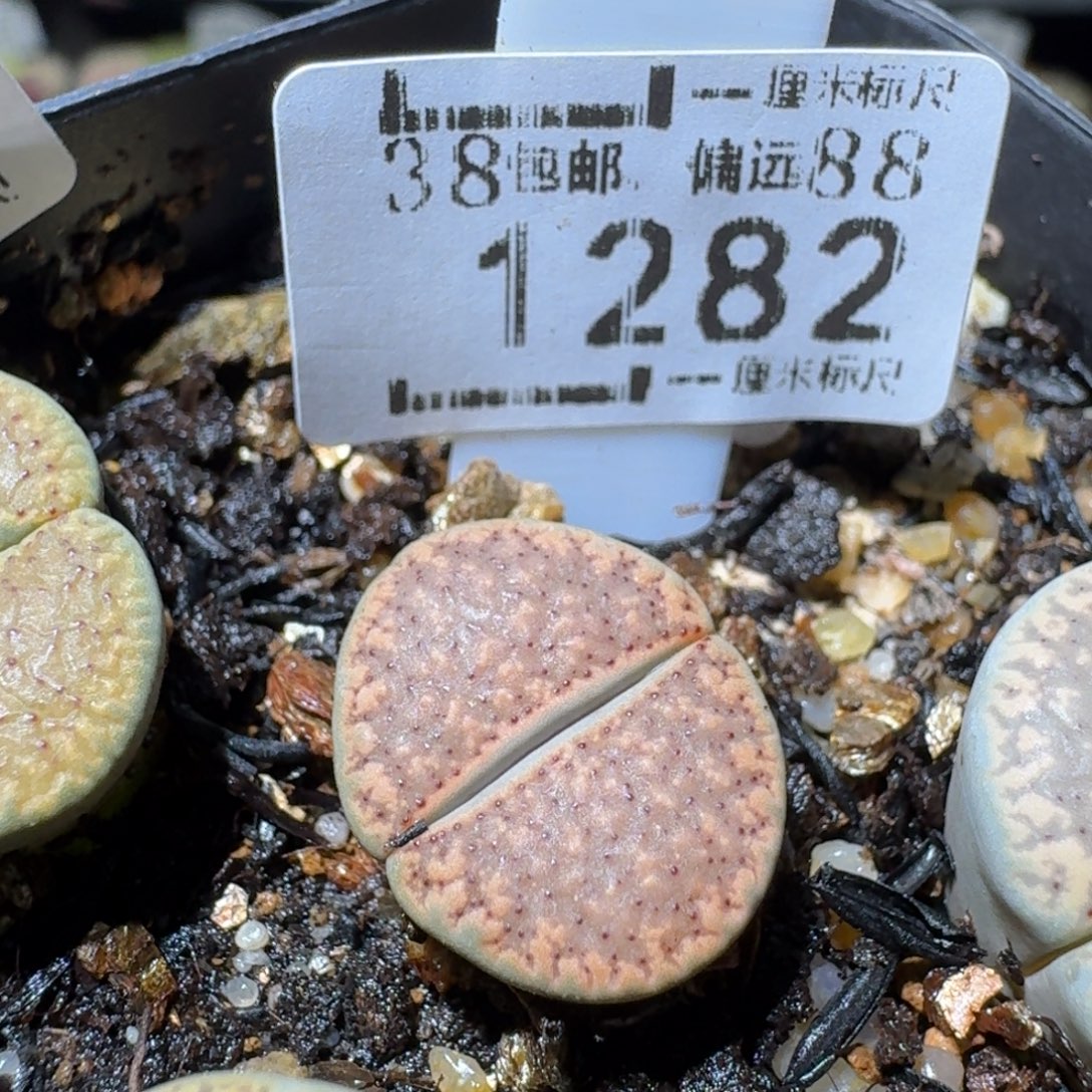 Sss清仓便宜出1282