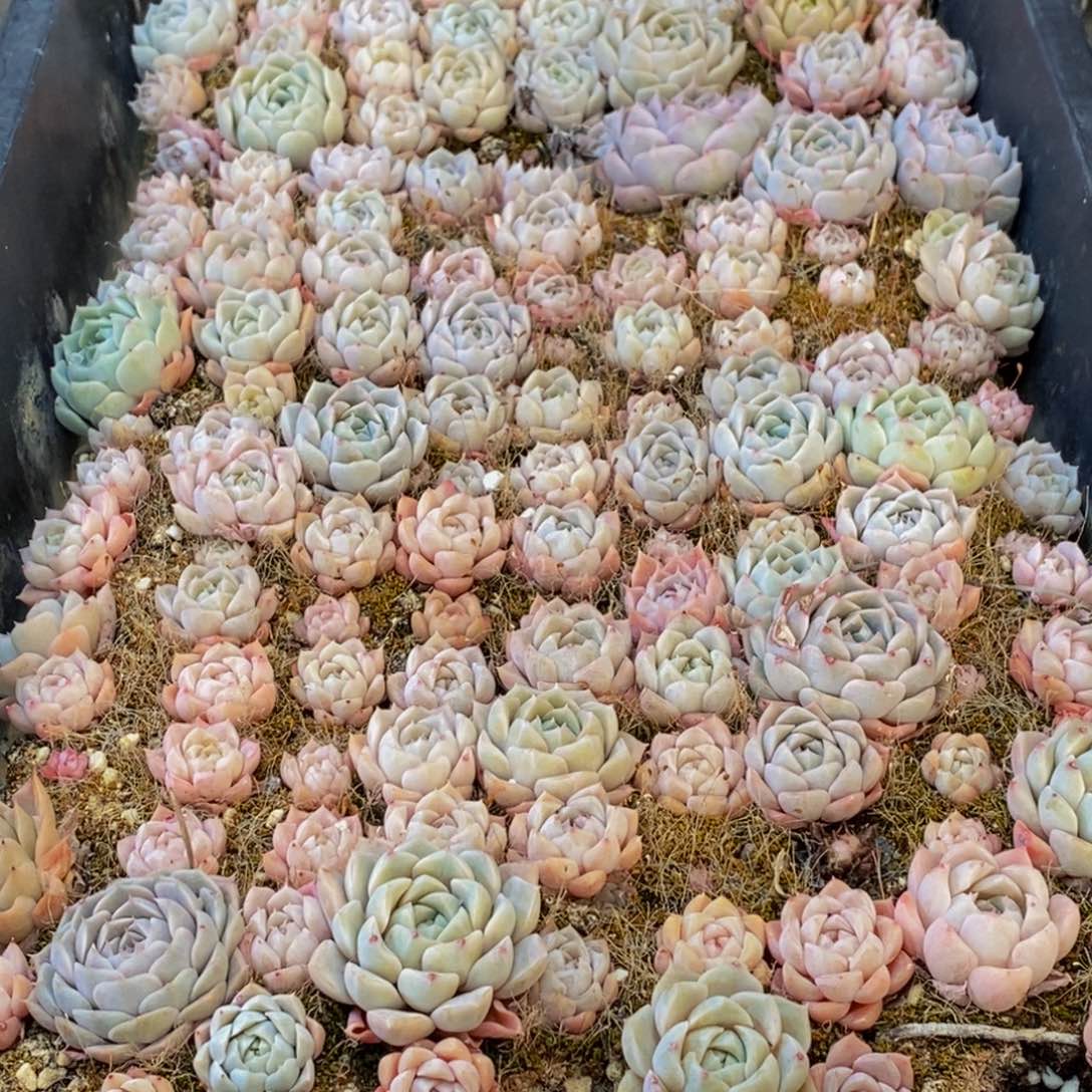 142多肉植物保护研究所所长