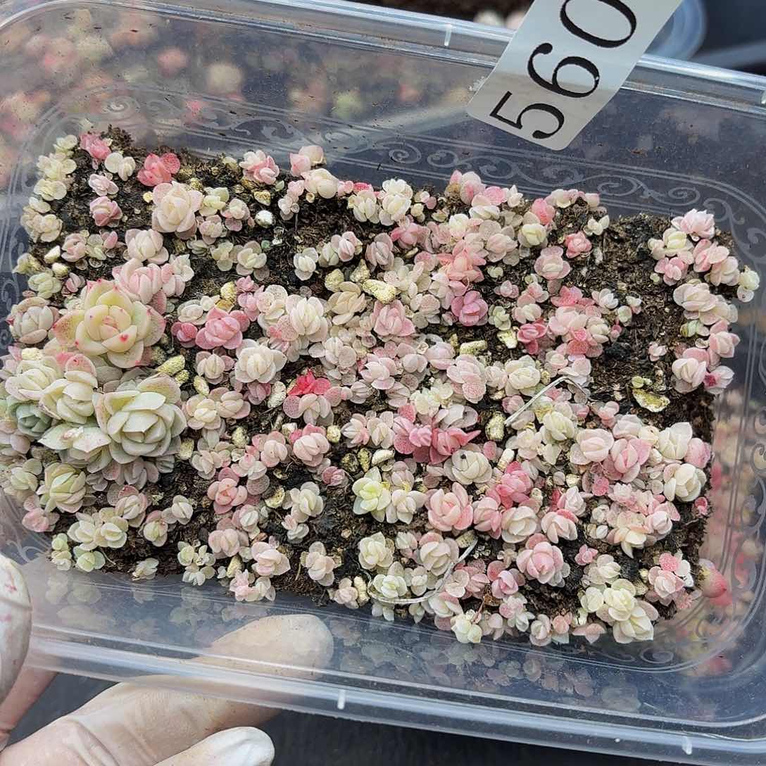 多肉植物多肉植物560