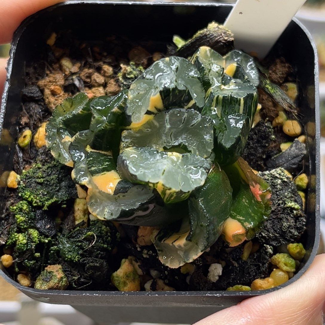 18双头酒井玉扇锦福利专场