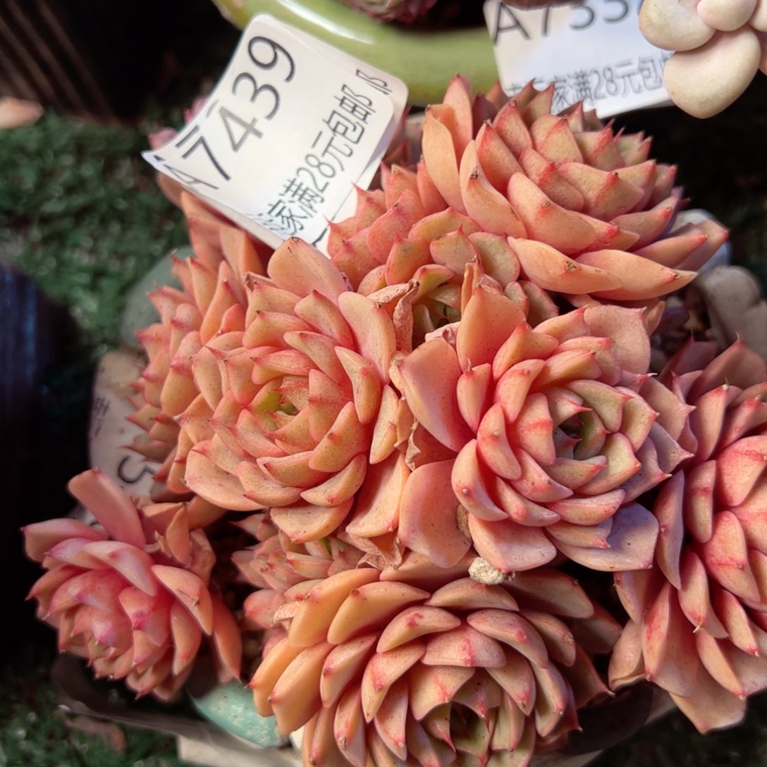 幸运的是我的朋友