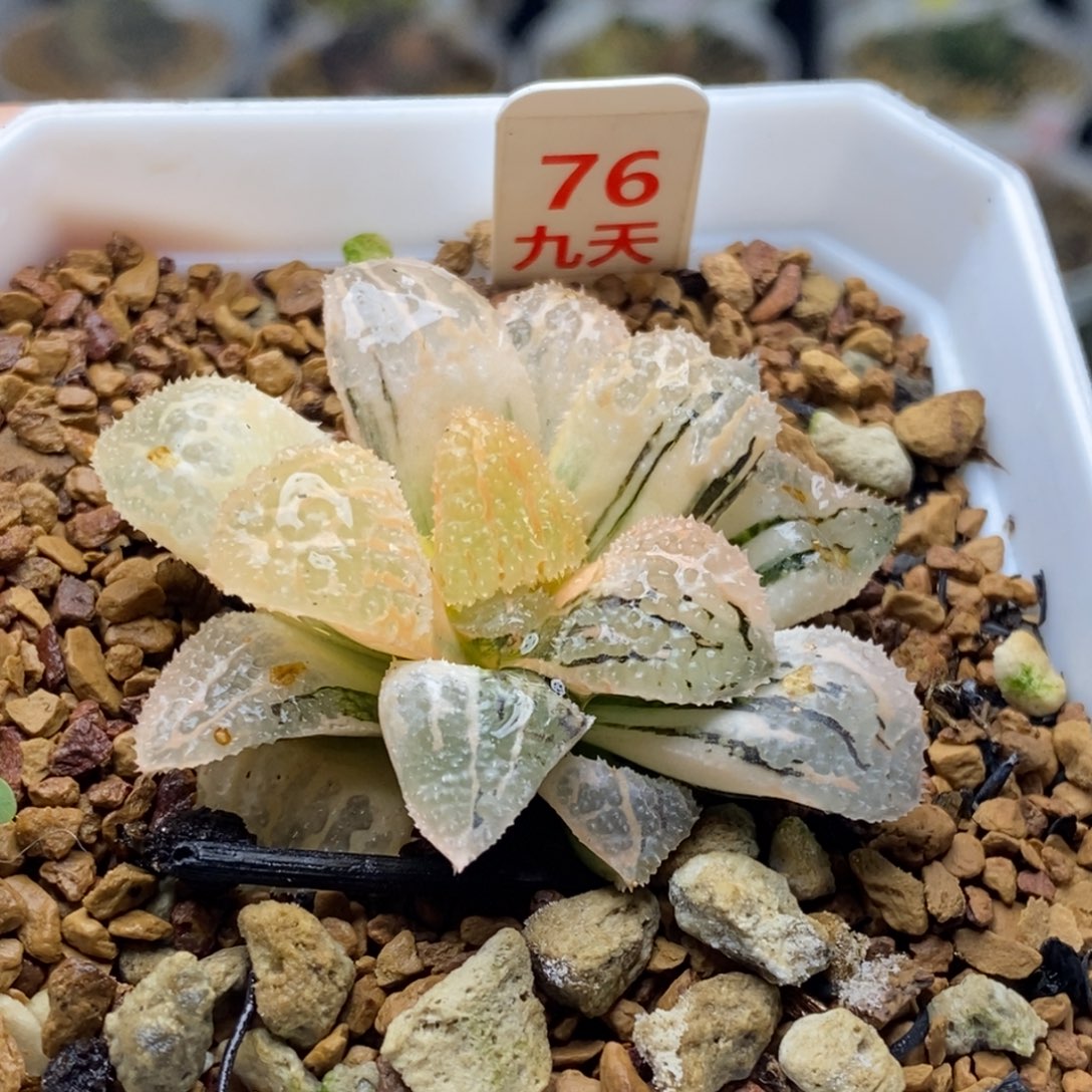 76号糊斑具味城多肉