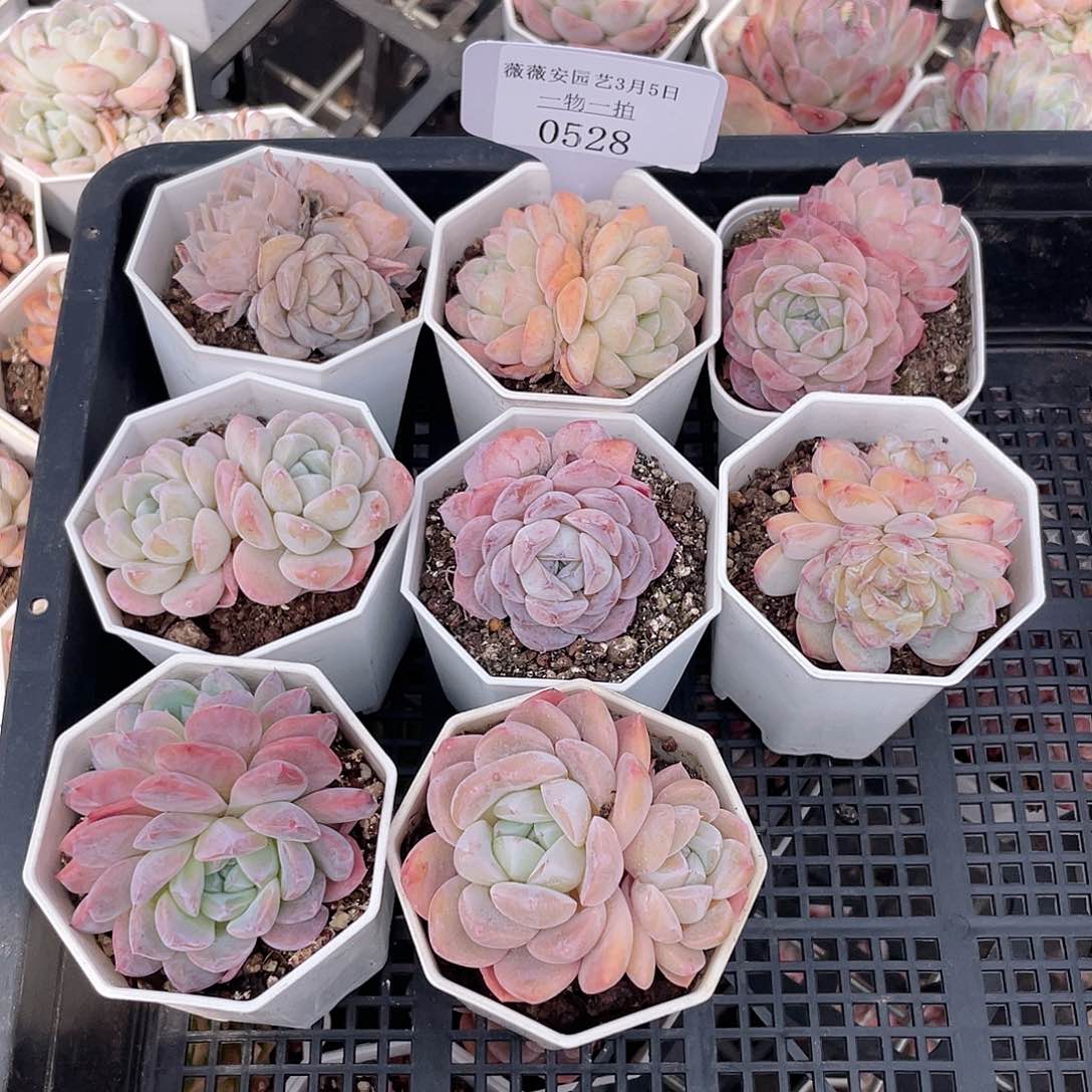 薇薇安园艺多肉0528