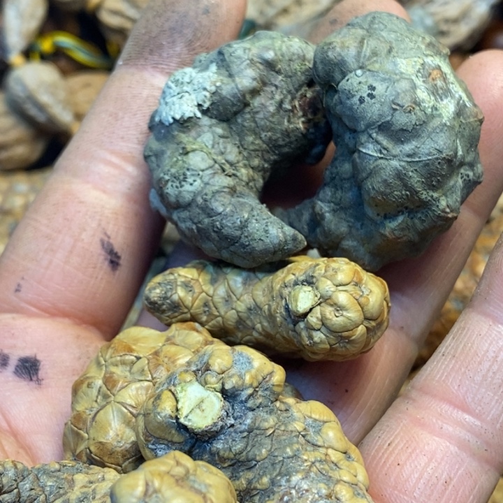 吊坠桃核娜姐真的109