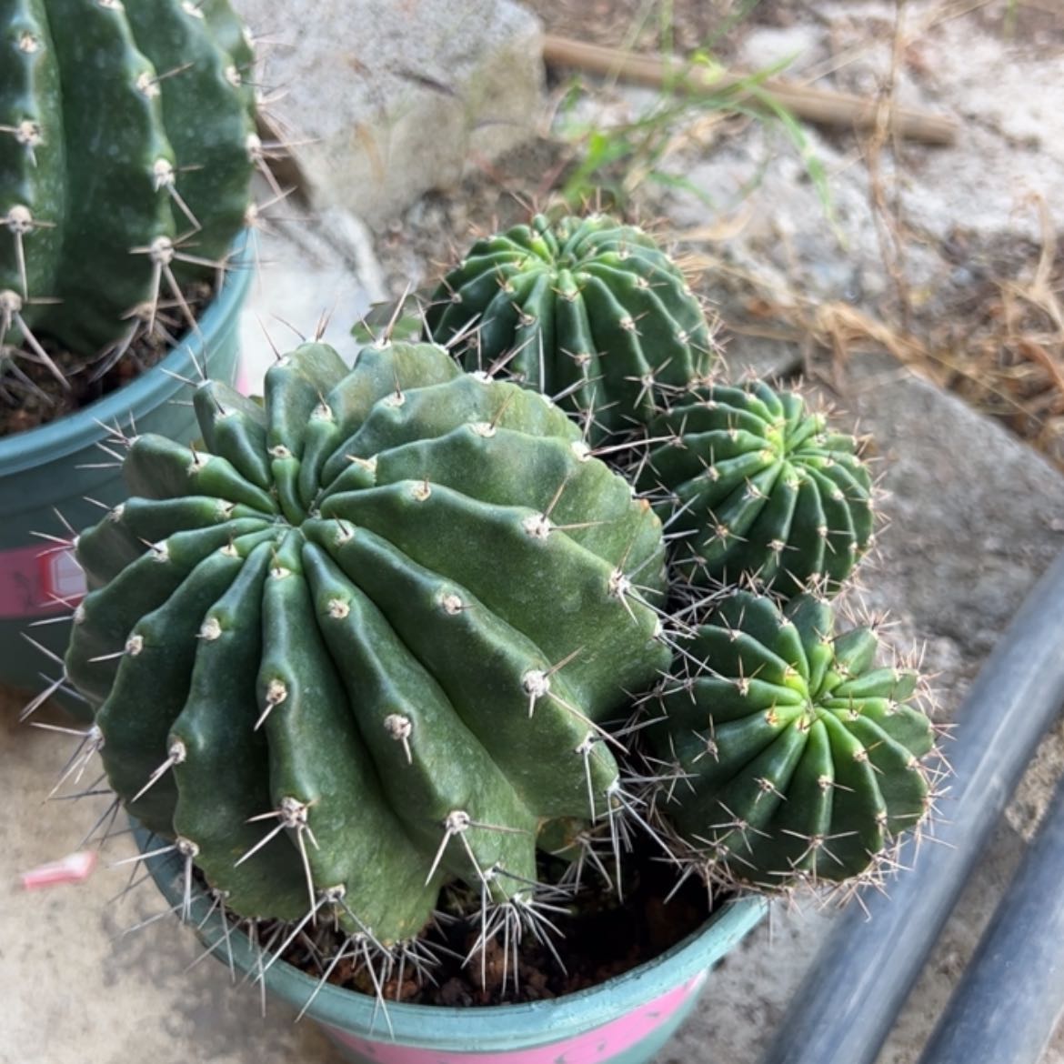 【闪购商品】凤羽1号