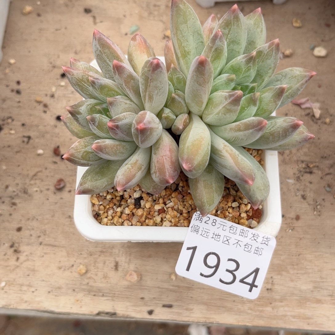 大1934:（dv xv xv x h v b