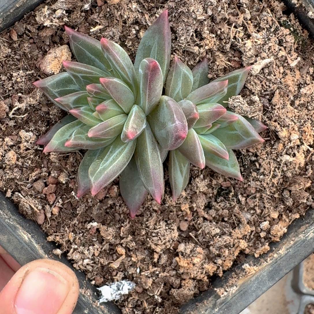 139 美人杂交 一物一拍