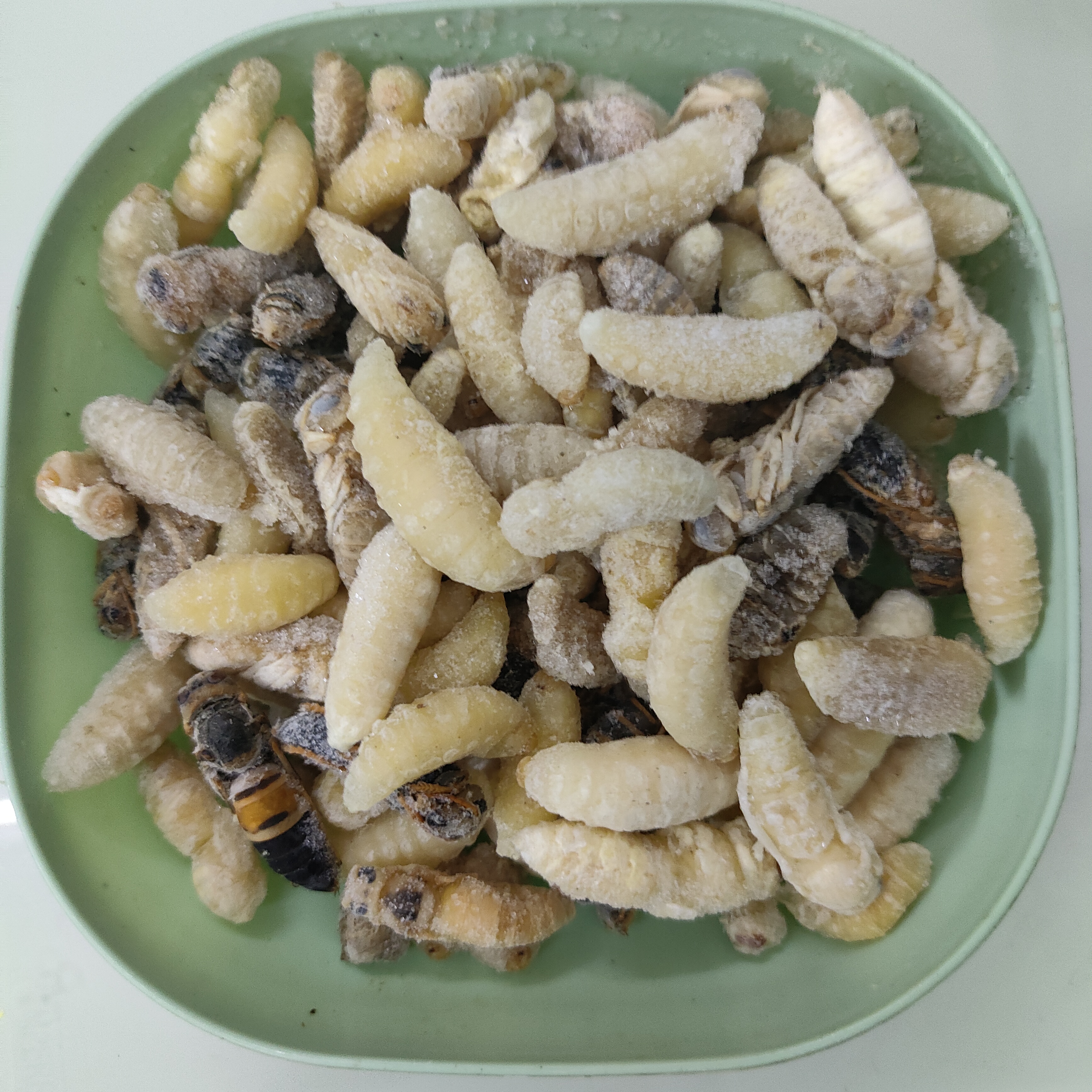 冰冻 124级新鲜野生金环虎头蜂高蛋白可食用昆虫
