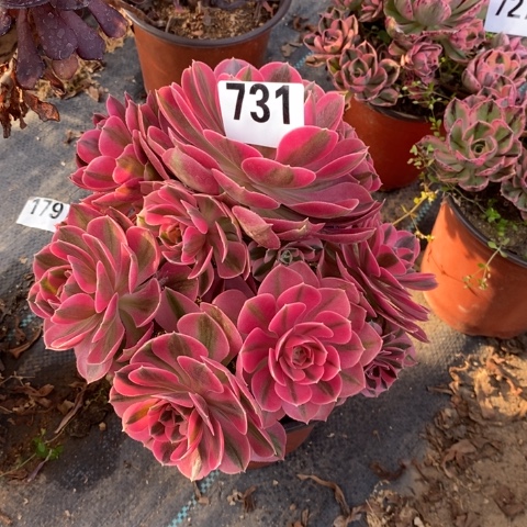 粉女巫多肉植物法师不包损不圆