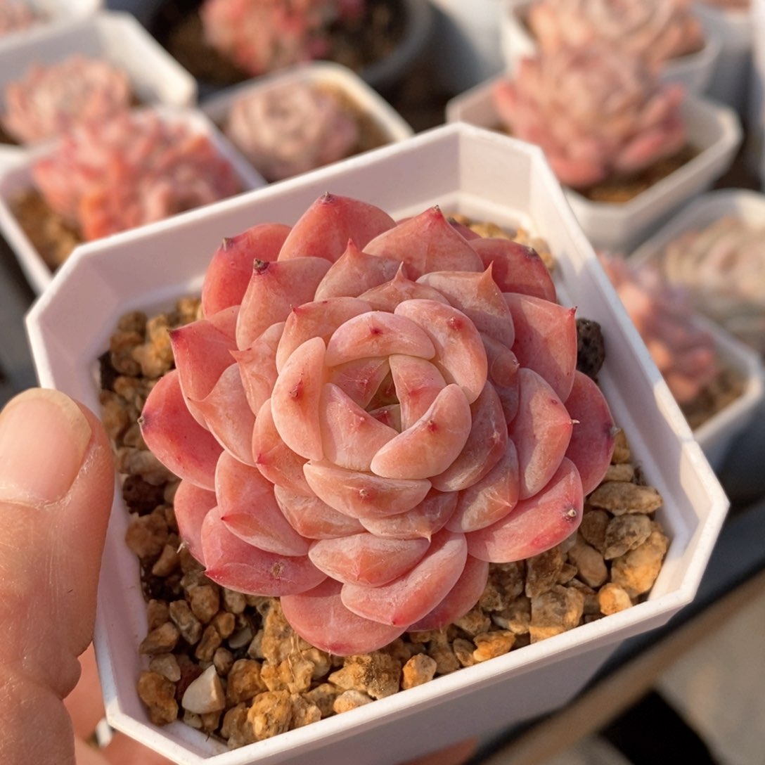 精品多肉一物一拍不包整65