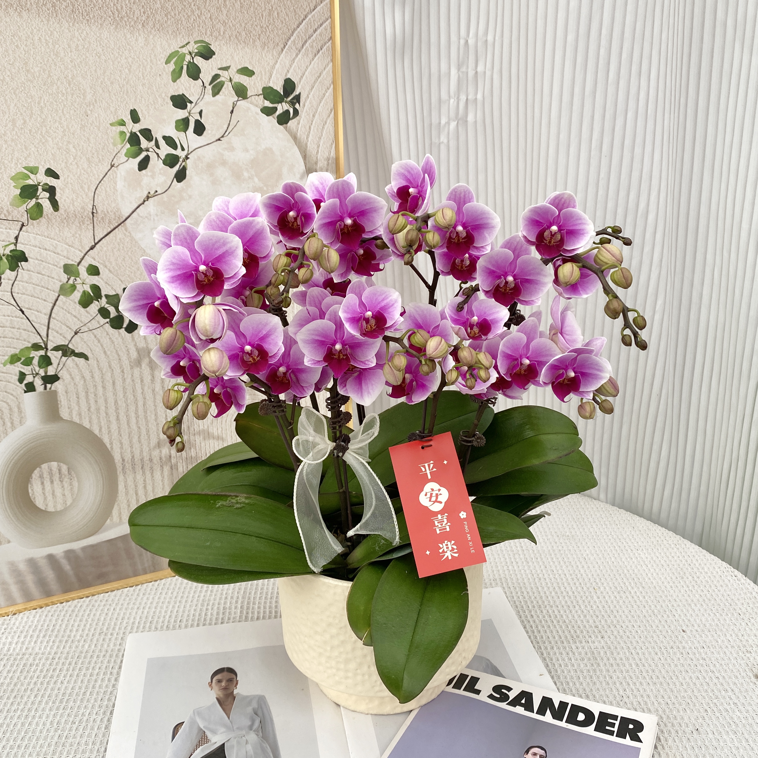 云舍精选<粉红珍珠> 紫红色系蝴蝶兰 鲜花绿植 带花带花苞